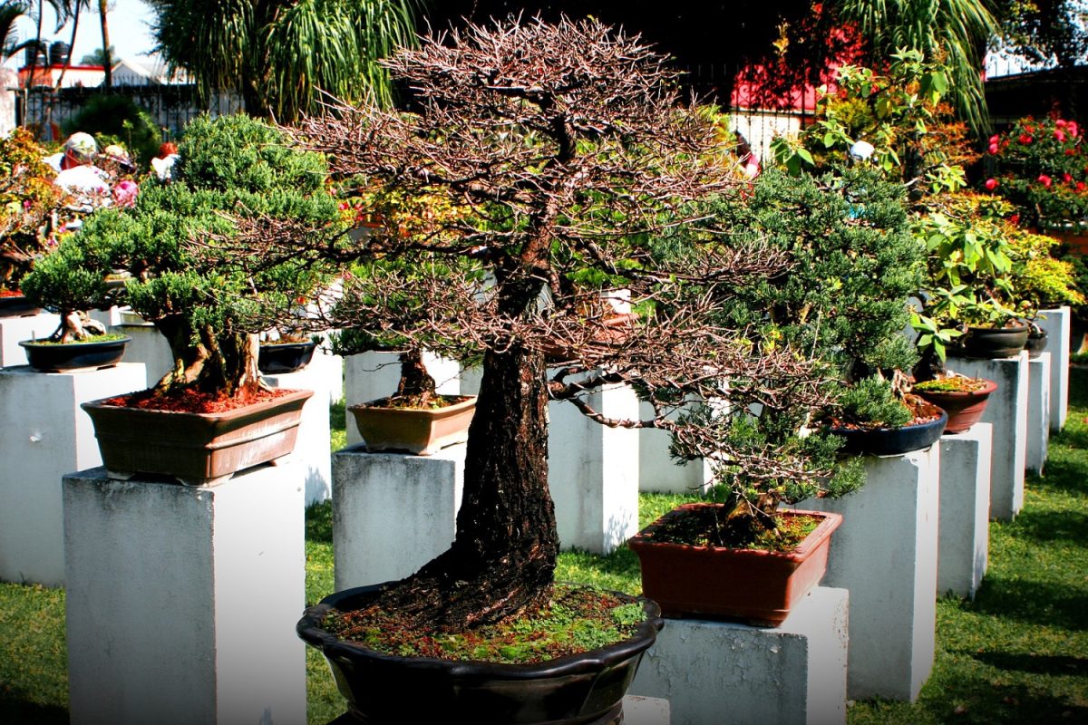 I bonsai più costosi al mondo