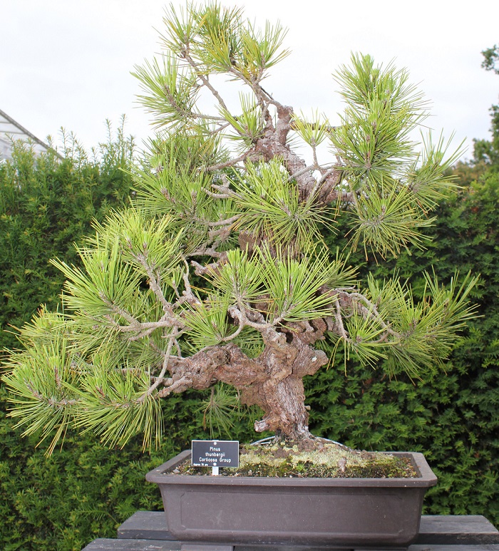 Pinus Thunbergii