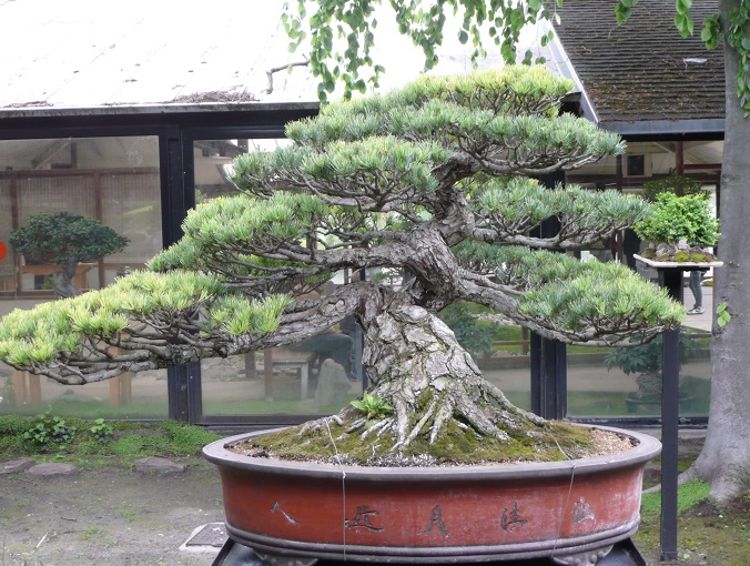 Pinus parviflora