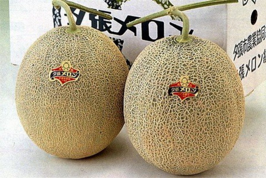 Melone Yubari King