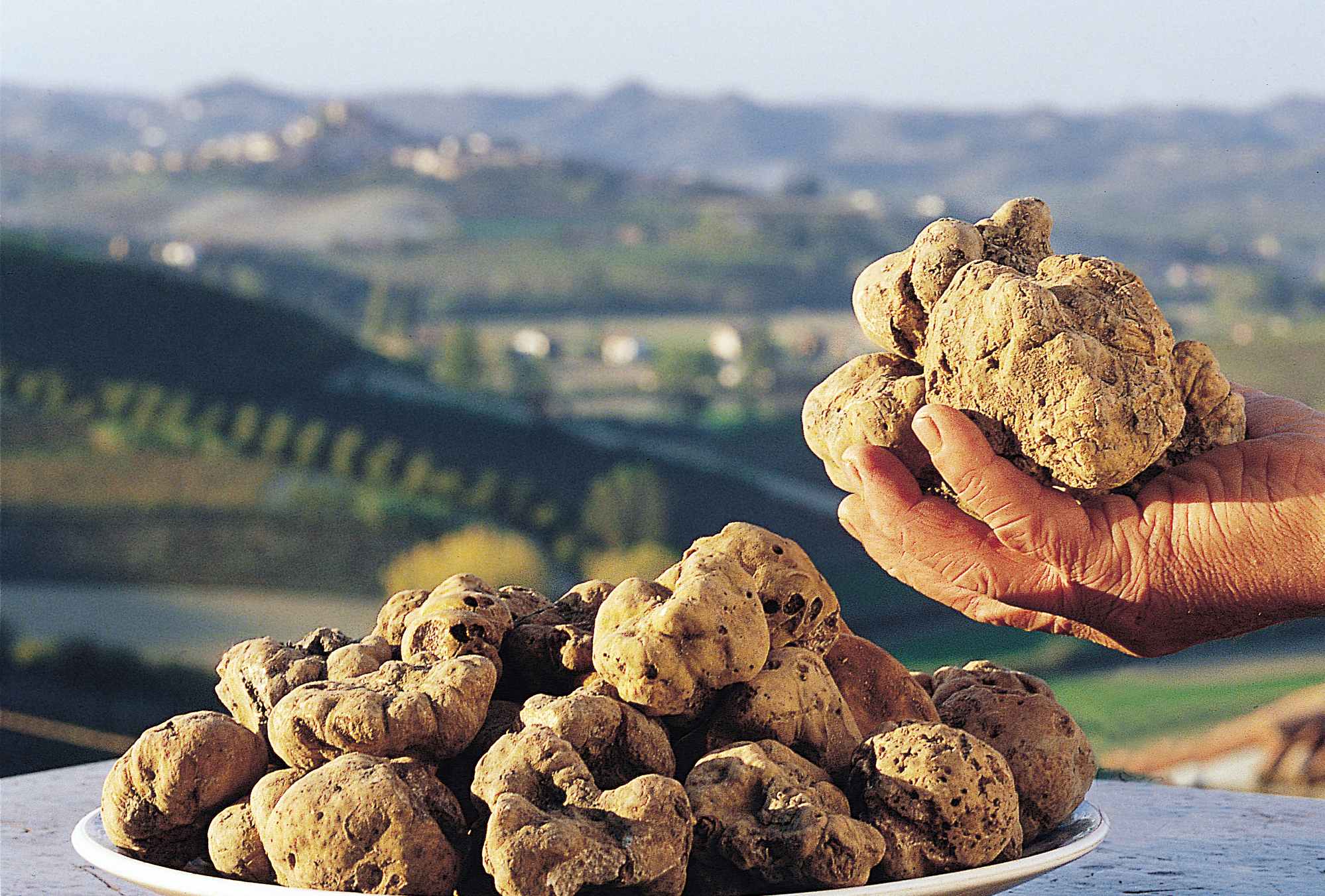 Tartufo bianco di Alba