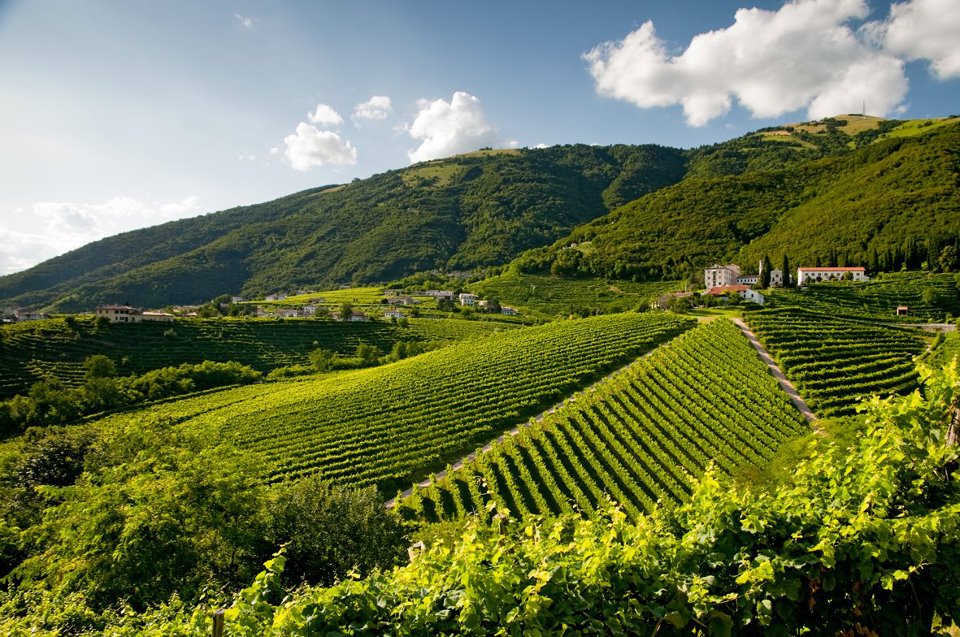 vitigniveneti