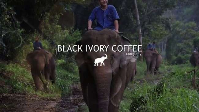 il caffe deriva dalle feci di elefante