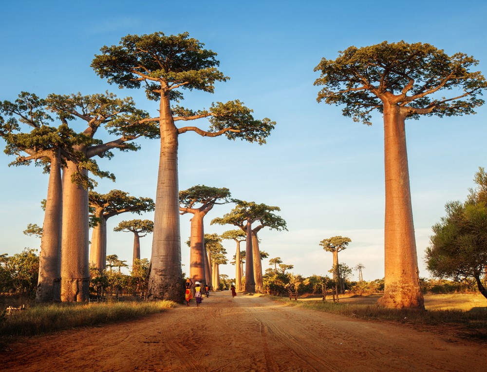 Riserva di Kirindy, Madagascar
