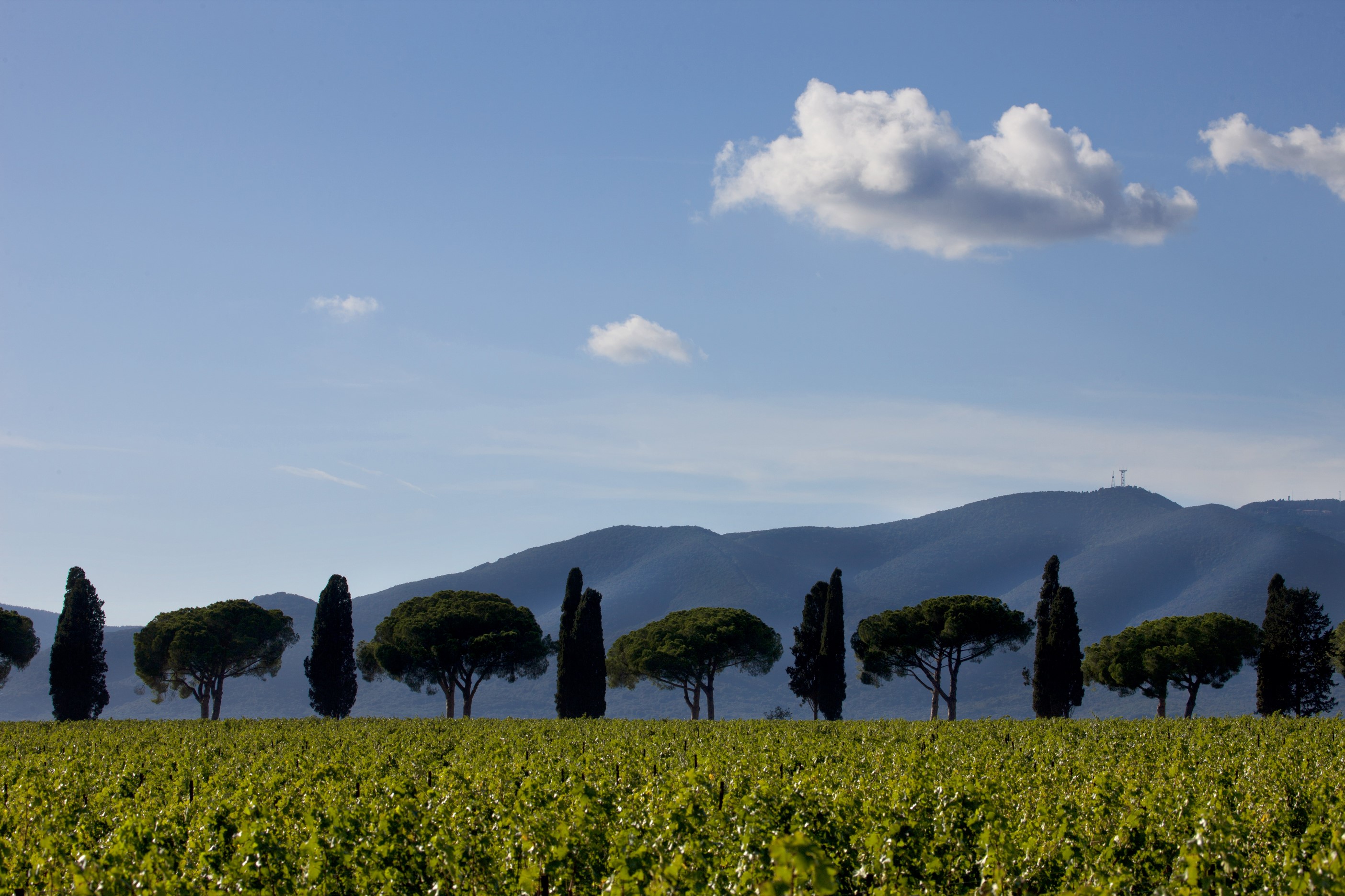 tenuta La Badiola