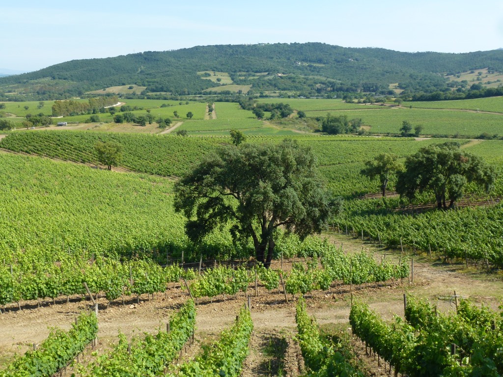 DOC Maremma Toscana 8