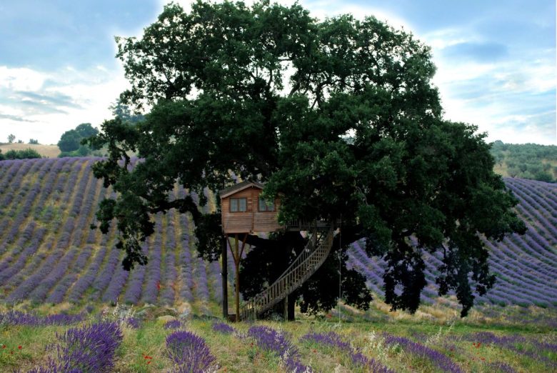 casa sull'albero lavanda