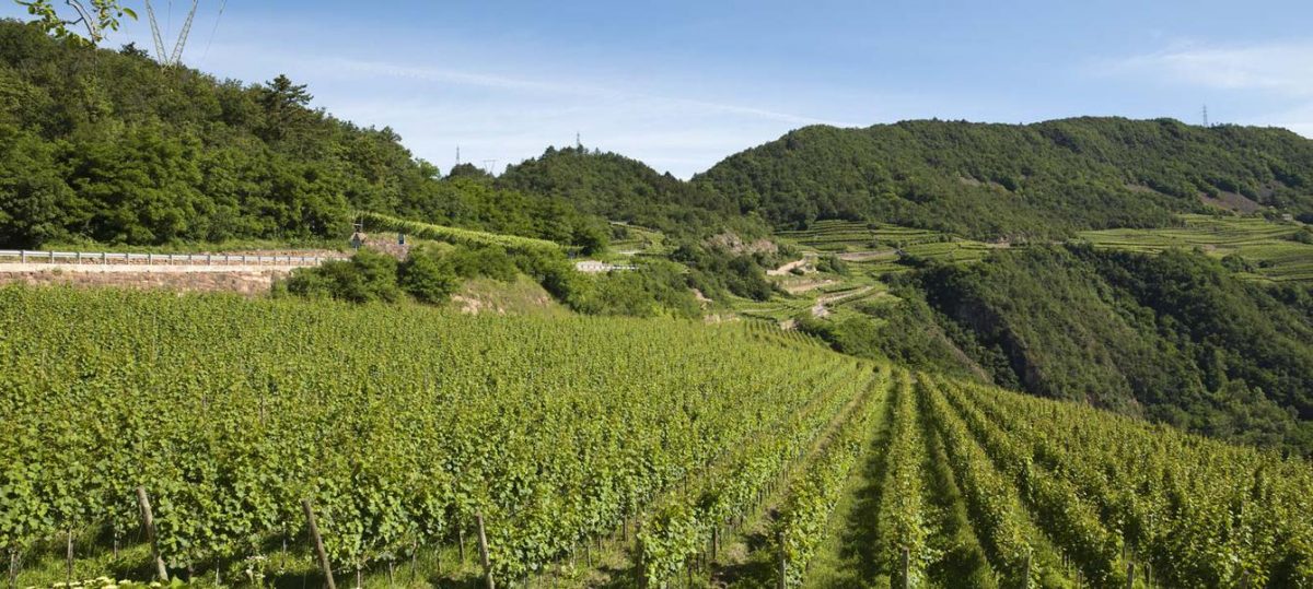 Galleria foto 'Le migliori cantine italiane, il lusso nel mondo del vino [FOTO]' - foto 2