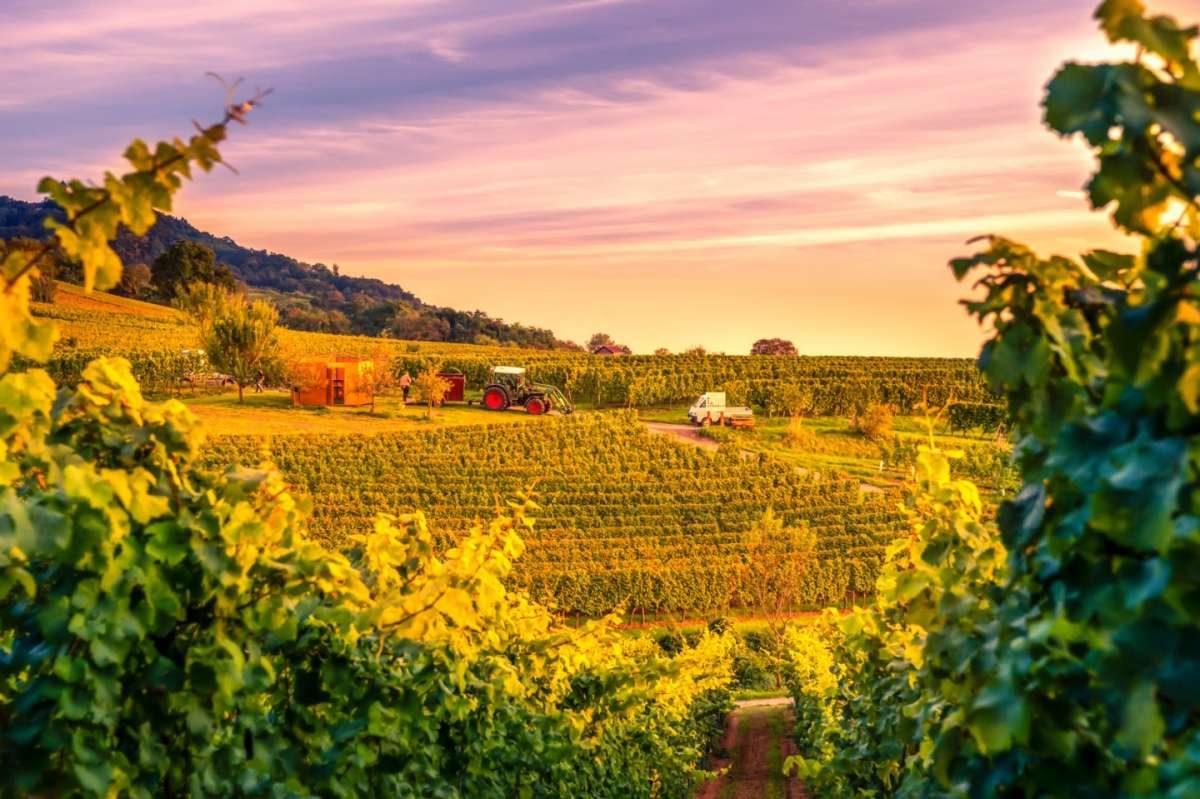 I migliori vini italiani: le bottiglie da classifica [FOTO]
