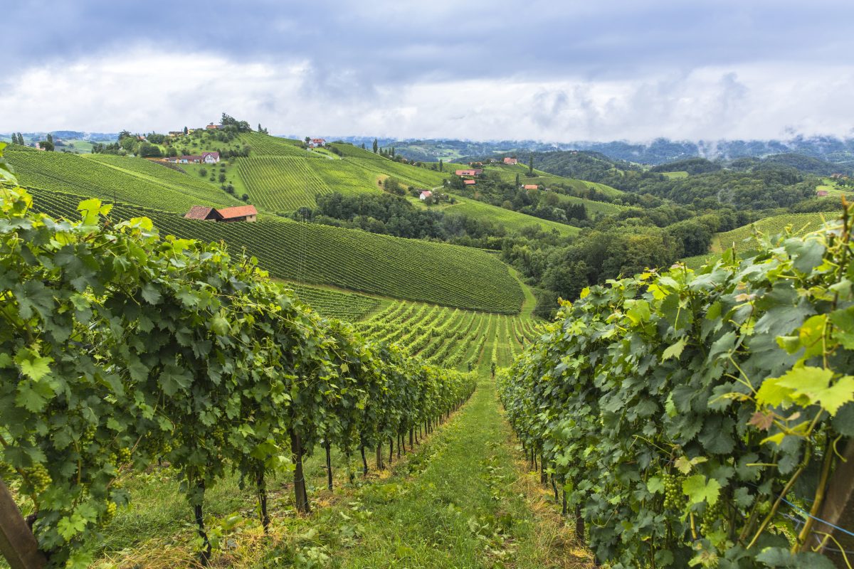 Strade del Vino in Italia: le più belle da percorrere