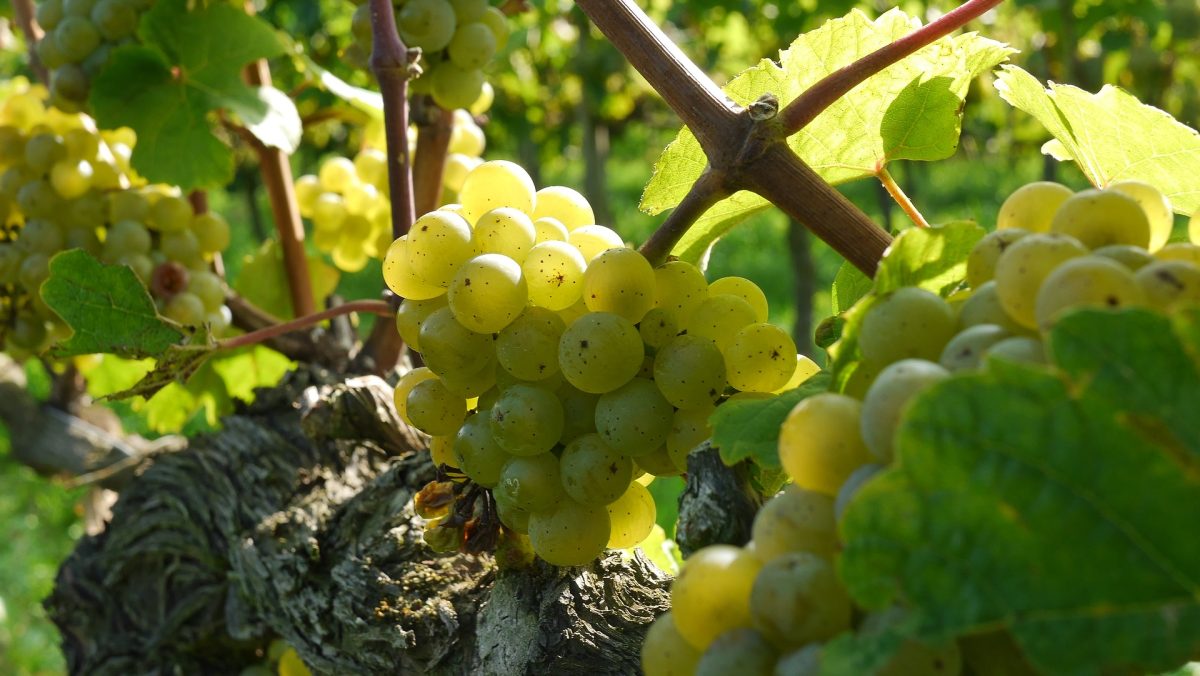 Giornate del Riesling 2017: 5 settimane dedicate alle uve più pregiate del Trentino Alto Adige