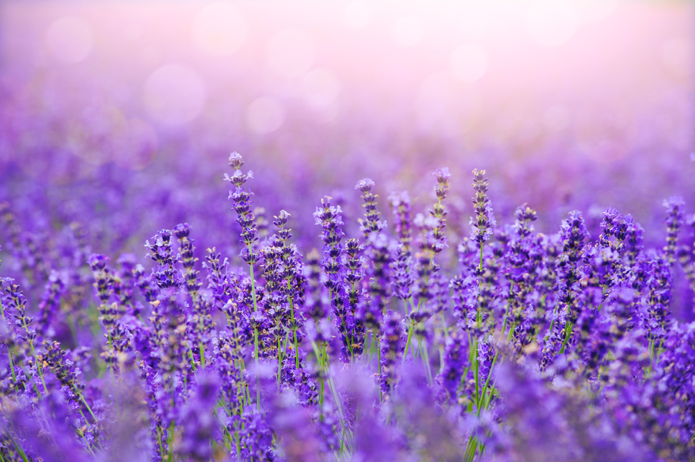 Viaggio nell’universo della lavanda