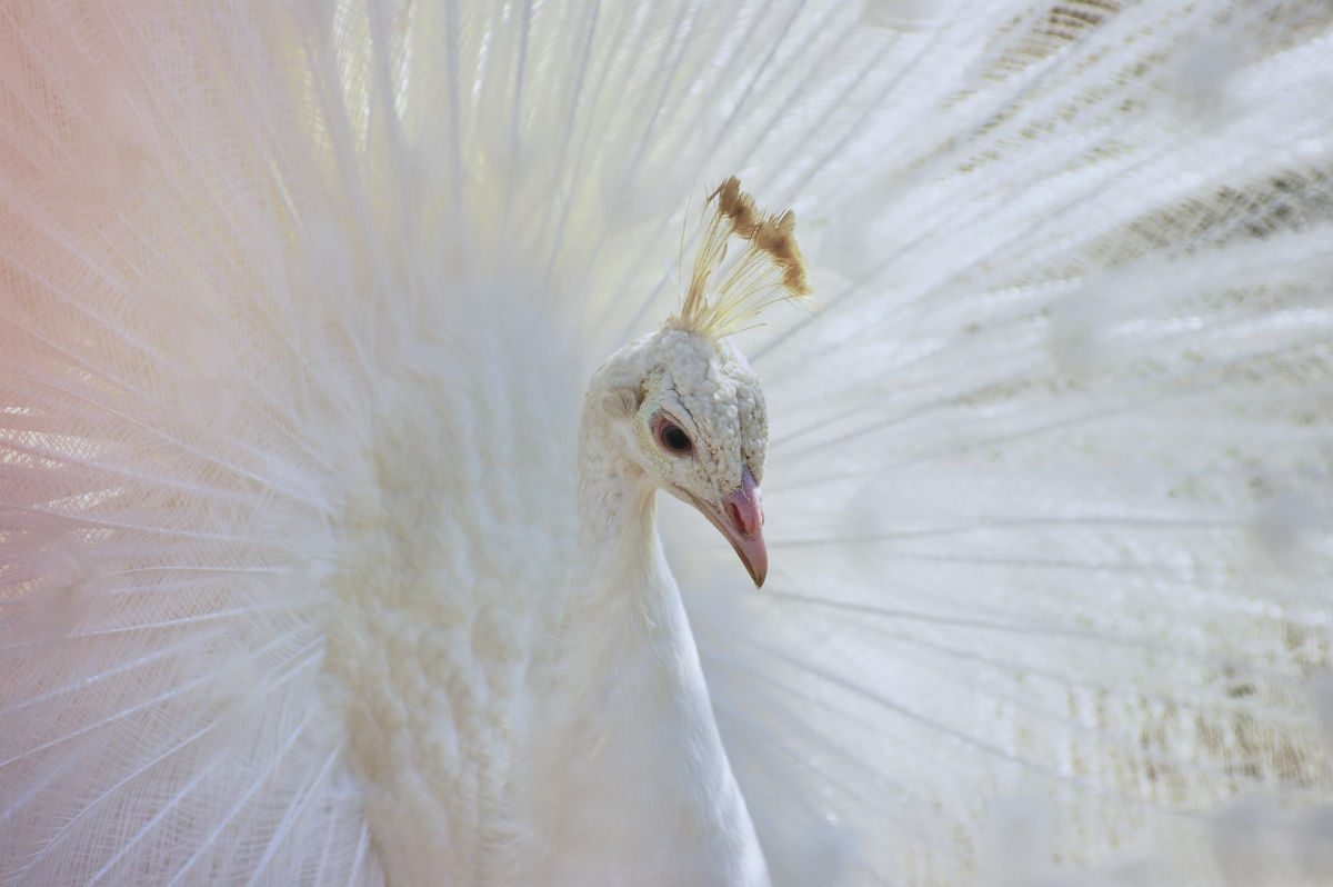 Galleria foto 'Uccelli domestici più rari e costosi al mondo: la classifica' - foto 2