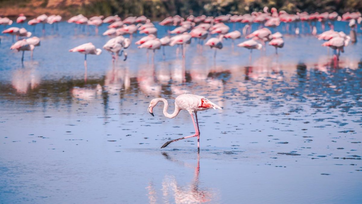 La Camargue, la Francia che rapisce il cuore: 7 attrazioni uniche di questa splendida terra!