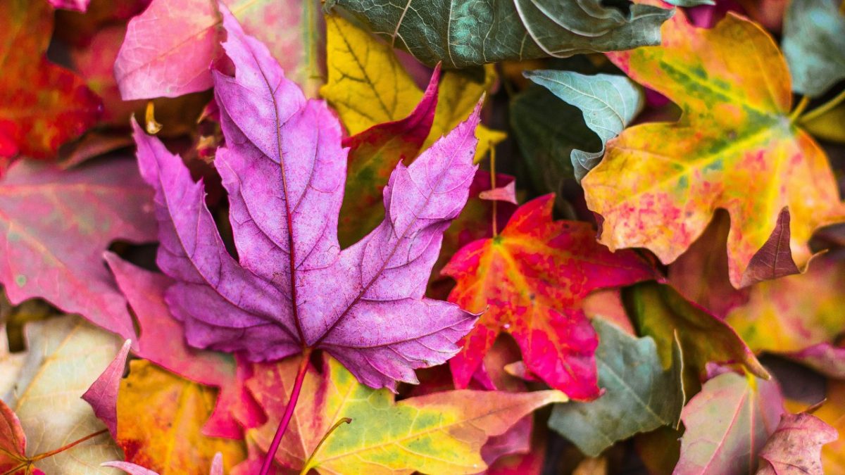 Foliage in Italia: 5 posti dove dormire per ammirare da vicino i colori dell’Autunno