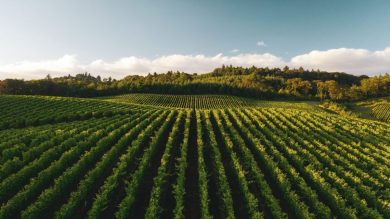 Vini, la Top 5 mondiale dei Paesi produttori. Italia batte Francia!