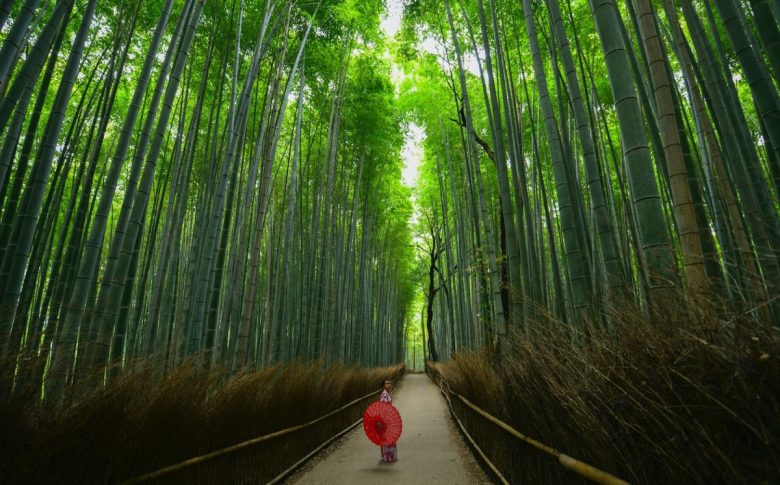 foresta di bambù di Arashiyama