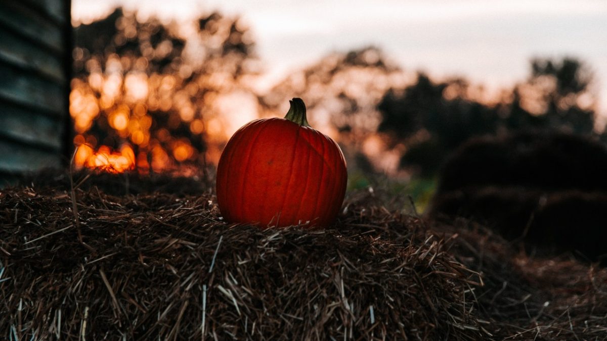 Autunno tempo di Zucche: i 5 Pumpkin patch più belli d’Italia