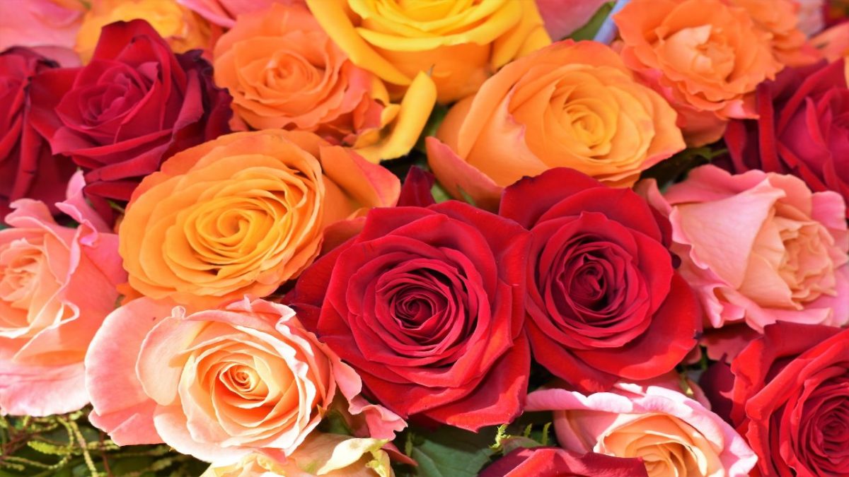 Profumi alla Rosa: 6 delicate fragranze floreali da non perdere!