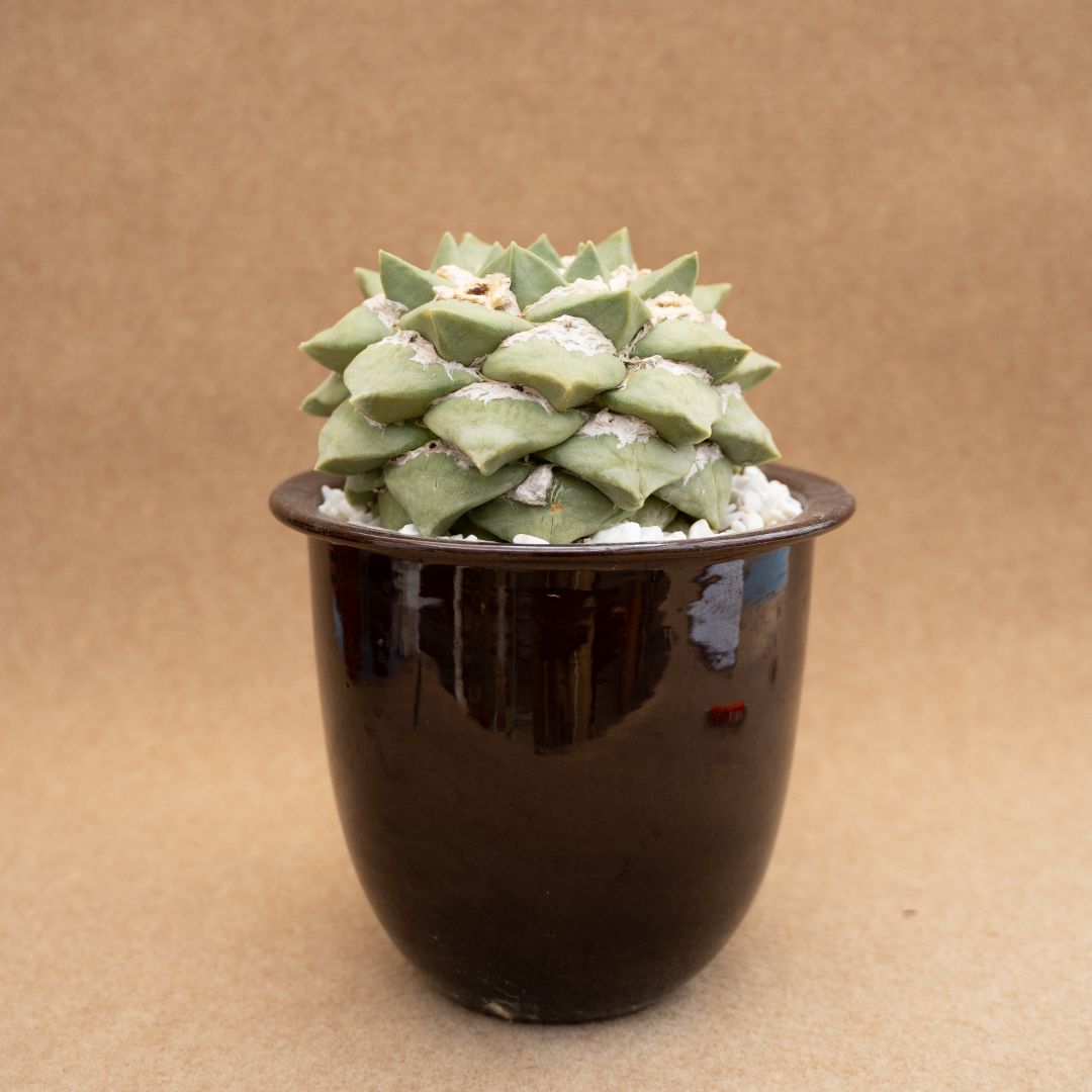 Galleria foto '8 Lussuose Piante Grasse per arredare Casa. Costano una vera fortuna, non ci crederete mai!' - foto 7