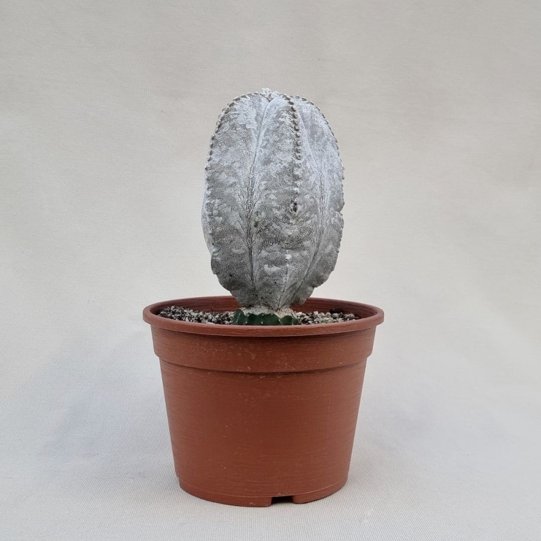 Galleria foto '8 Lussuose Piante Grasse per arredare Casa. Costano una vera fortuna, non ci crederete mai!' - foto 1