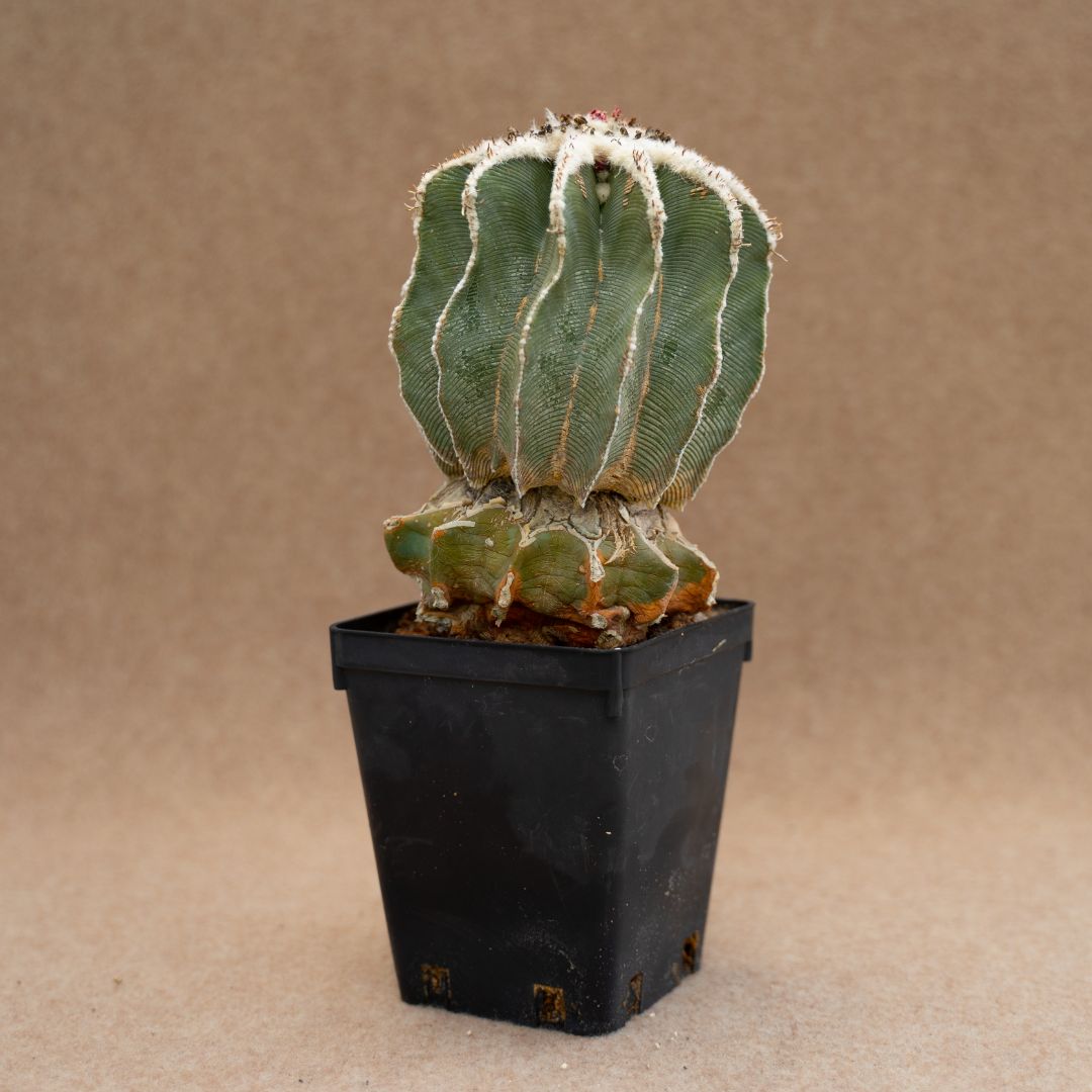 Galleria foto '8 Lussuose Piante Grasse per arredare Casa. Costano una vera fortuna, non ci crederete mai!' - foto 5