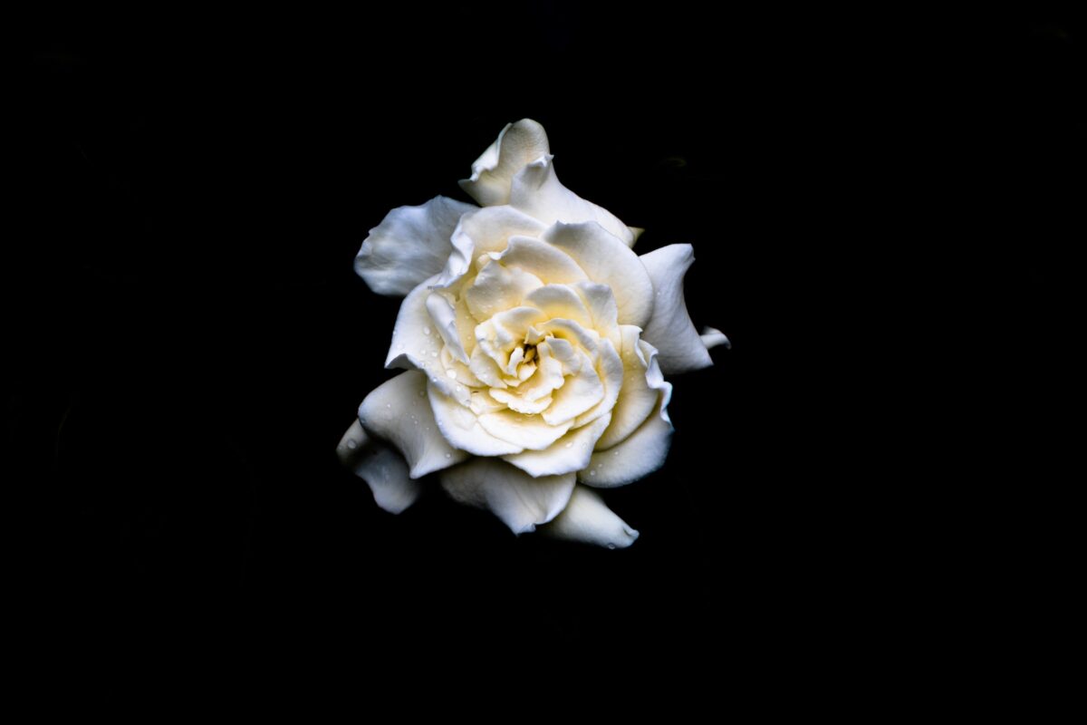 Profumi alla Gardenia: 5 fragranze eleganti e raffinate da provare!