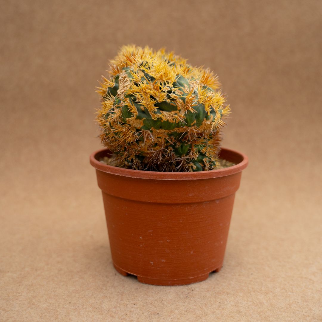 Galleria foto '8 Lussuose Piante Grasse per arredare Casa. Costano una vera fortuna, non ci crederete mai!' - foto 8