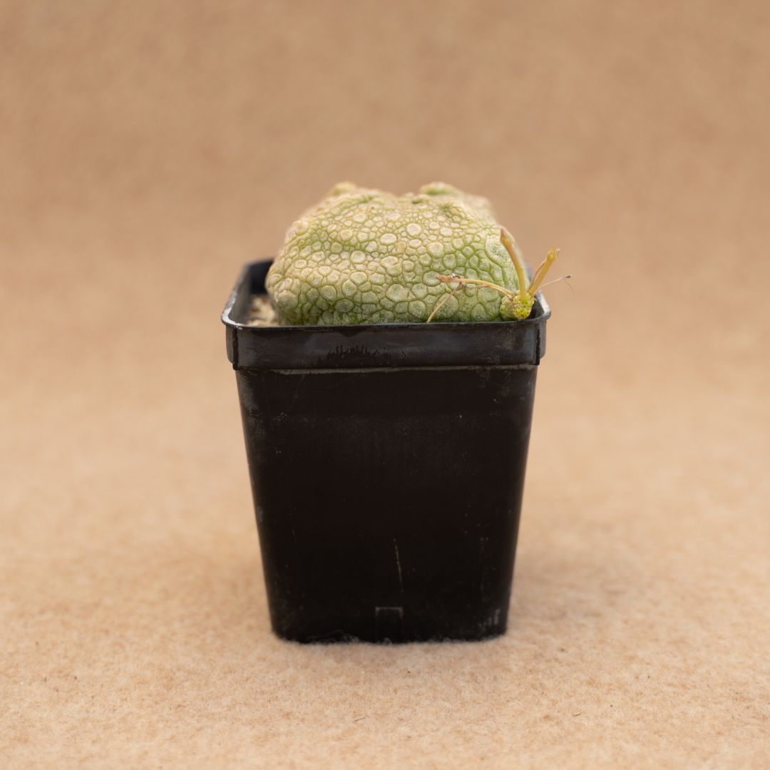 Galleria foto '8 Lussuose Piante Grasse per arredare Casa. Costano una vera fortuna, non ci crederete mai!' - foto 4