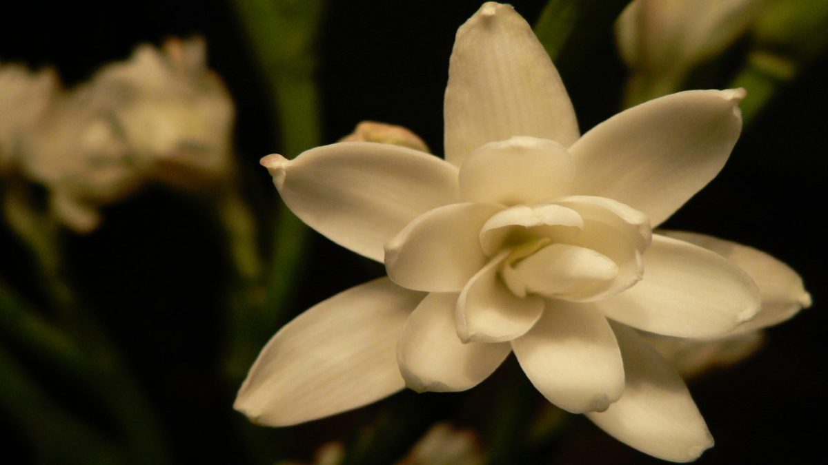 Profumi alla Tuberosa: 7 ammalianti fragranze da provare assolutamente!