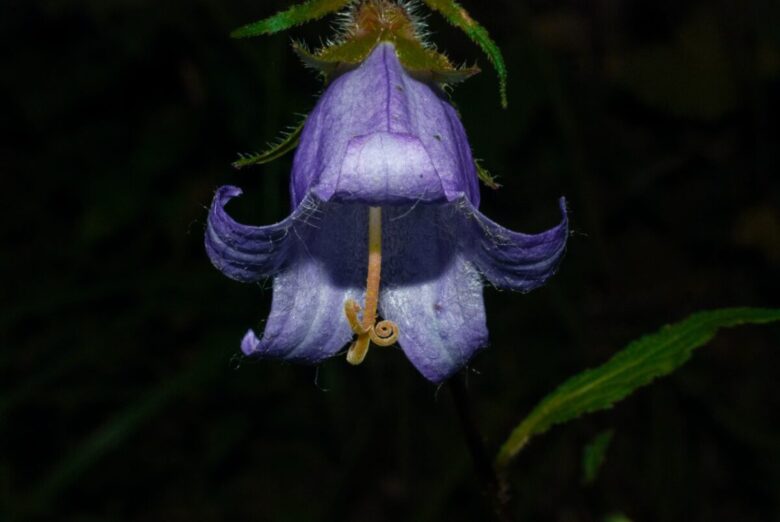 Piante perenni