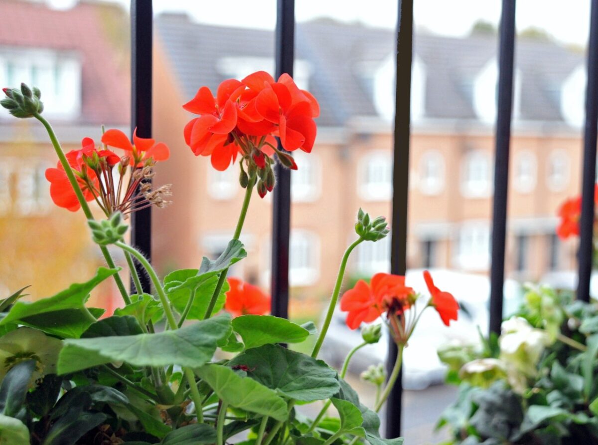 Galleria foto '8 Piante Sempreverdi con Fiori Perenni per Decorare il tuo Balcone anche d’Inverno' - foto 5