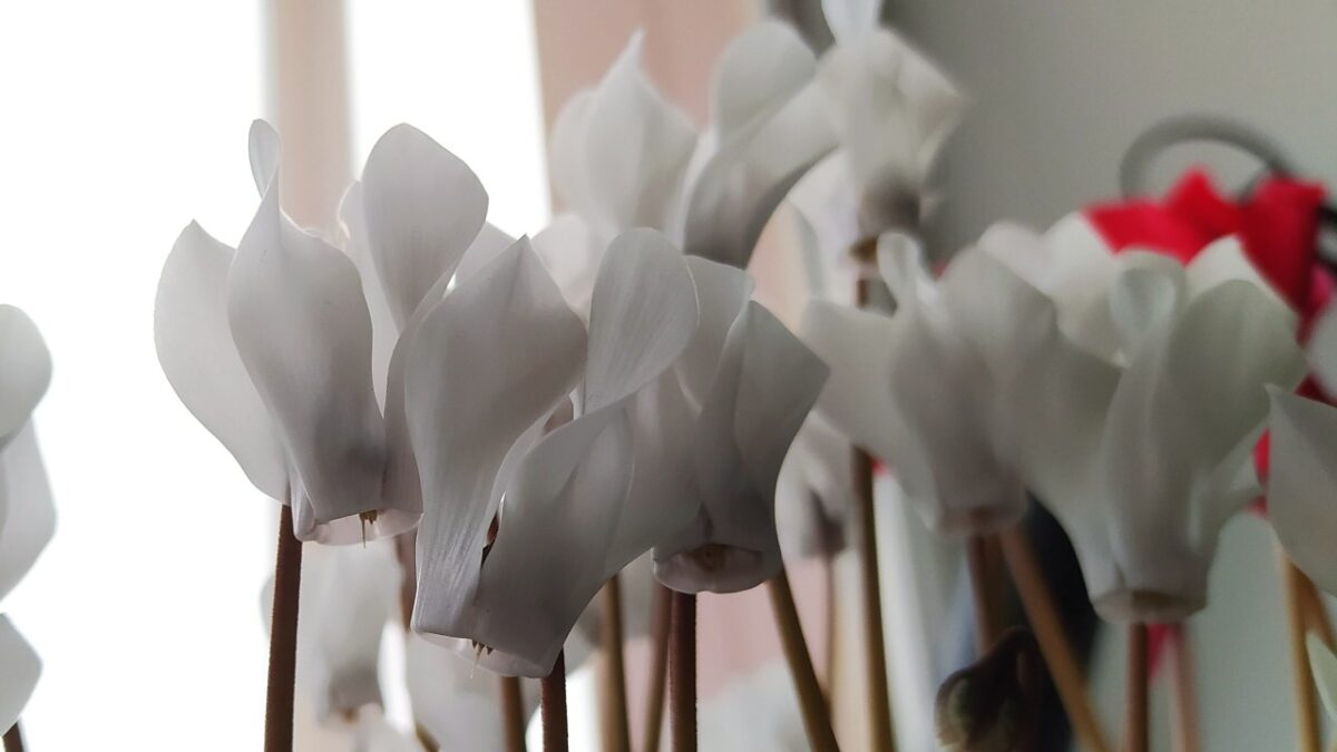 8 Piante Sempreverdi con Fiori Perenni per Decorare il tuo Balcone anche d’Inverno