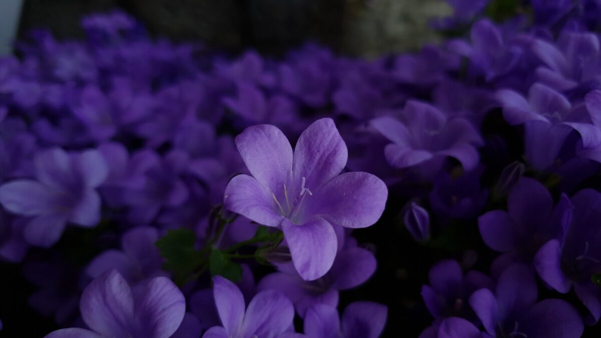 Profumi alla Violetta: 6 fragranze con una delle note più classiche della profumeria