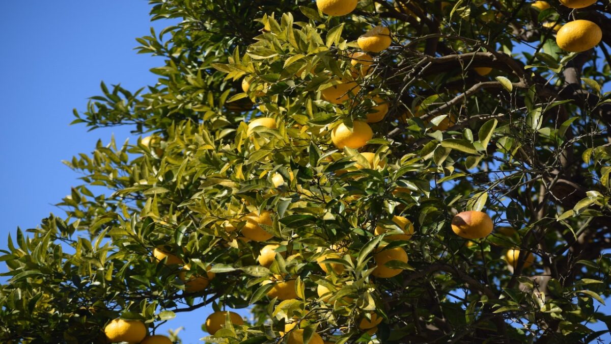 4 ingredienti green per una Bellezza tutta al naturale!