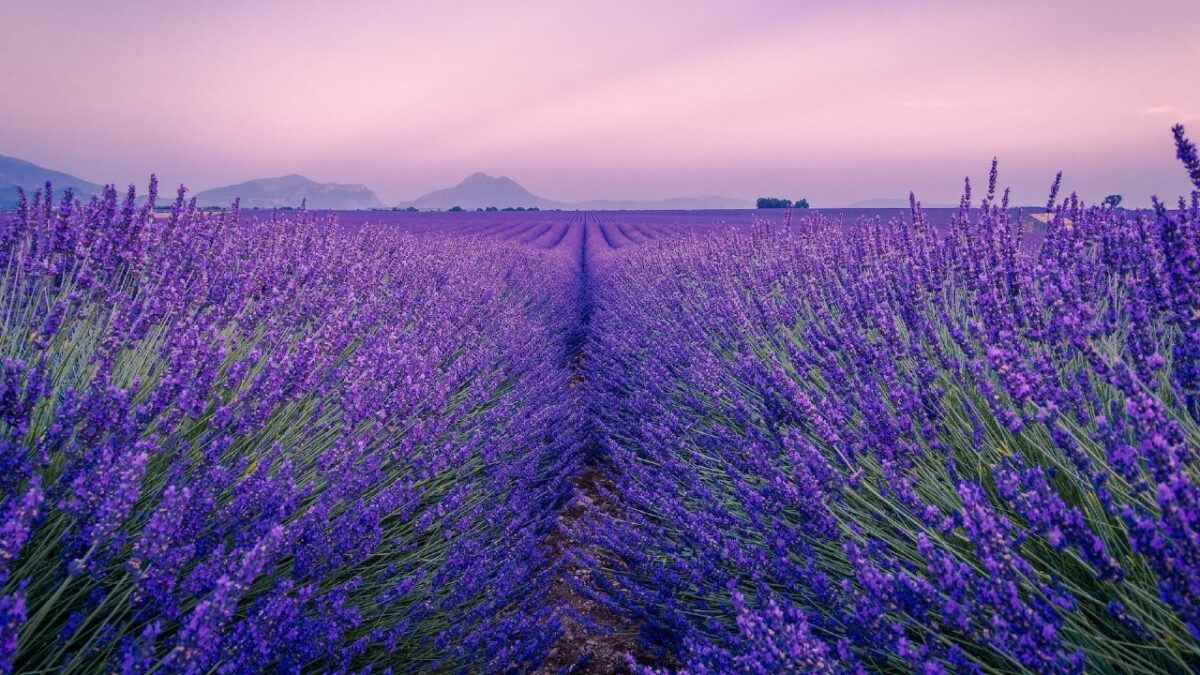 5 luoghi magnifici in cui assistere alla fioritura della Lavanda in Italia. Uno spettacolo pazzesco!