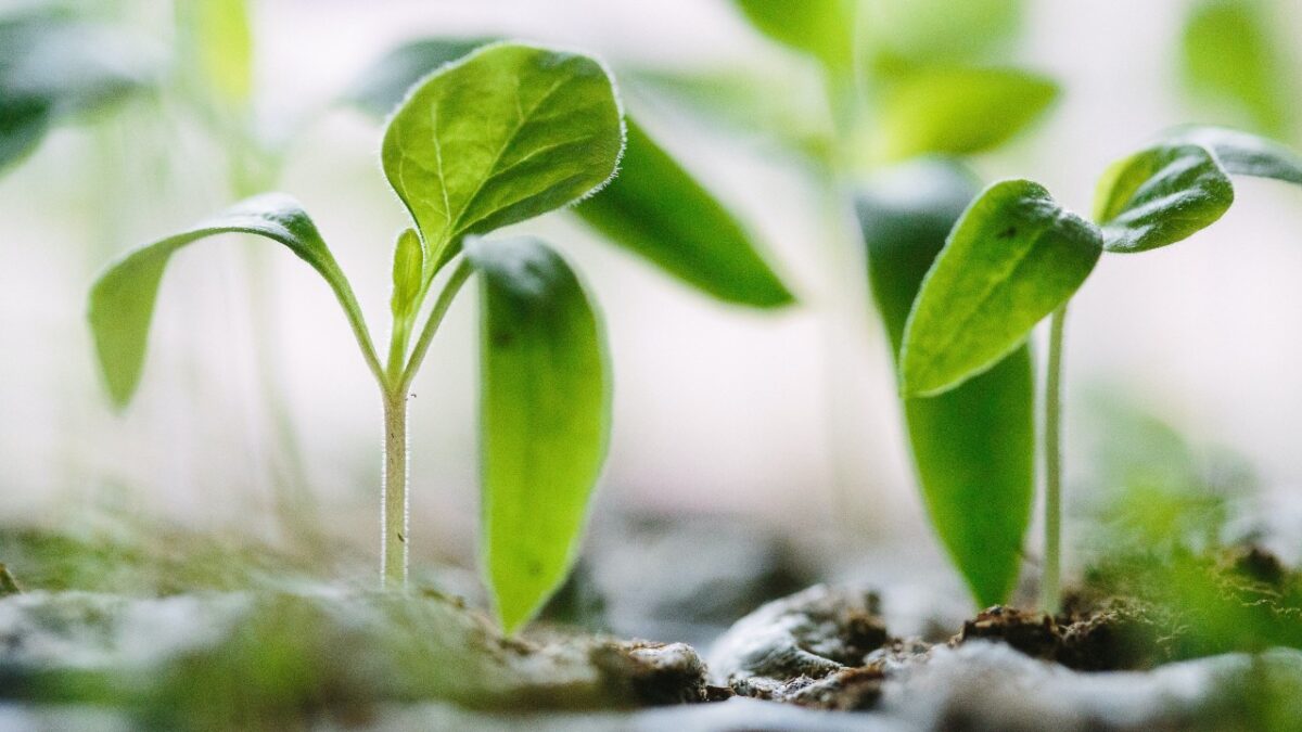 Come creare un Giardino verticale in casa con Materiali Riciclati: una Guida in 6 passi!