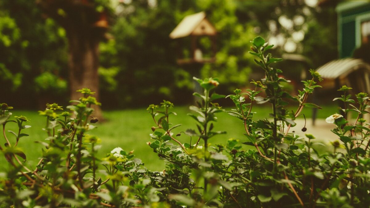 Il Giardino perfetto: 10 infallibili trucchi per tenerlo sempre curato tutto l’anno!