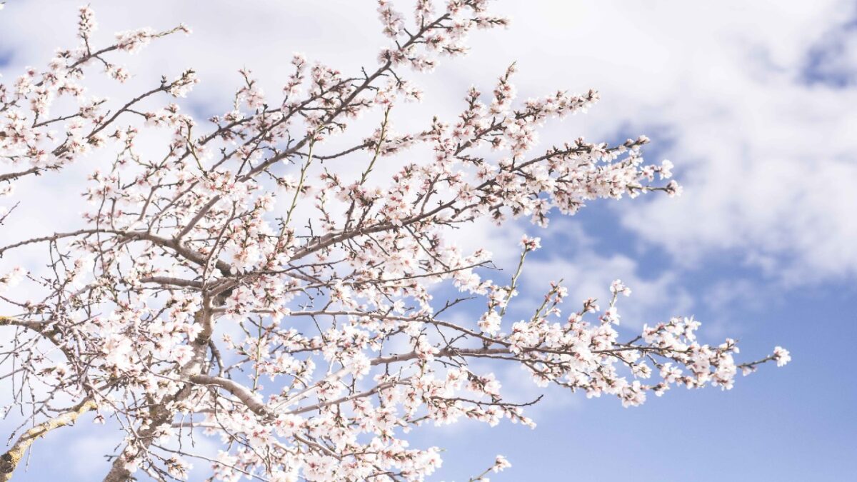 Fioriture di Primavera: 5 Borghi per vivere un’esperienza tutta a colori