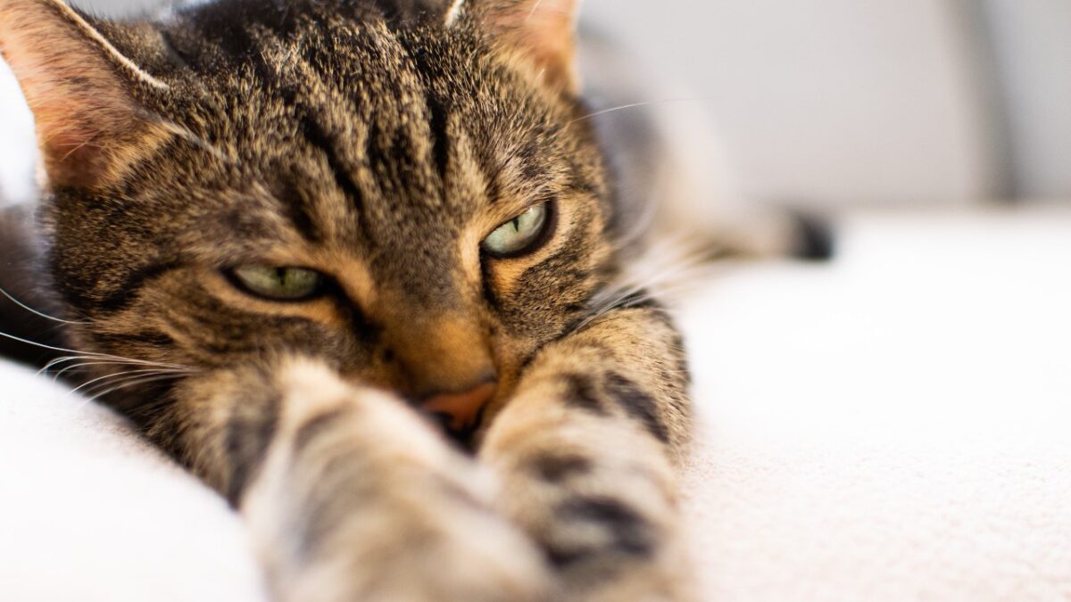 Galleria foto 'Come riparare un Divano in Pelle dai graffi del Gatto: 5 soluzioni efficaci!' - foto 3