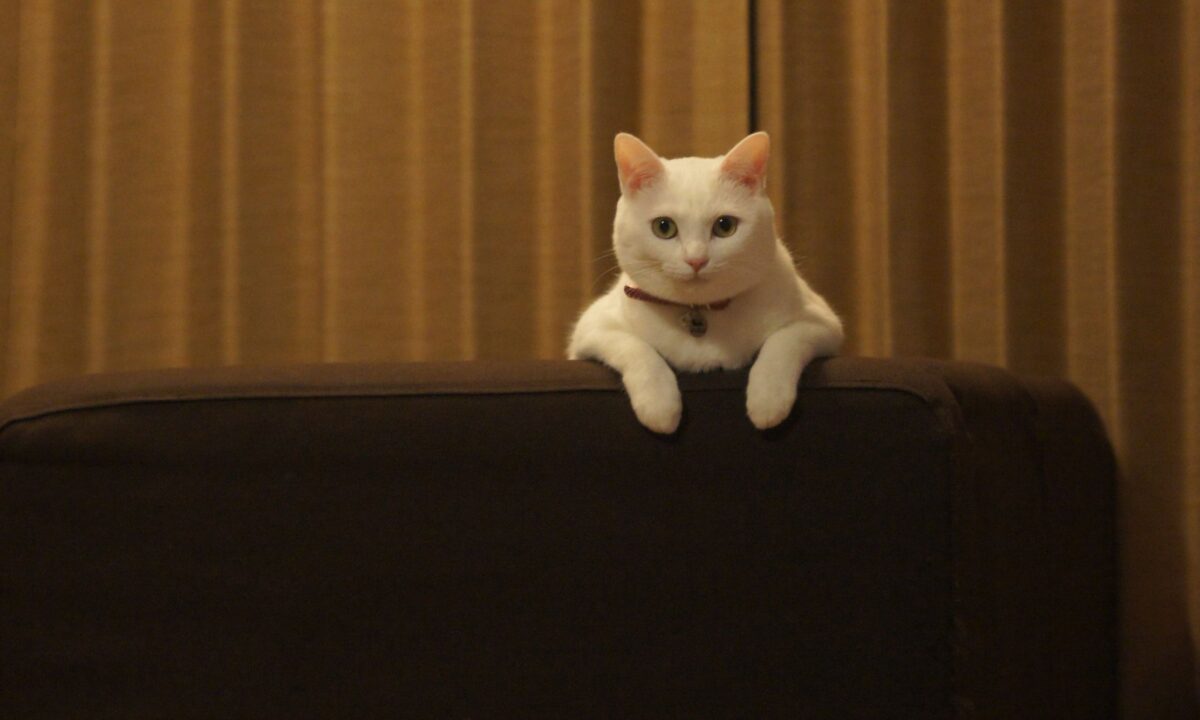 Galleria foto 'Come riparare un Divano in Pelle dai graffi del Gatto: 5 soluzioni efficaci!' - foto 1