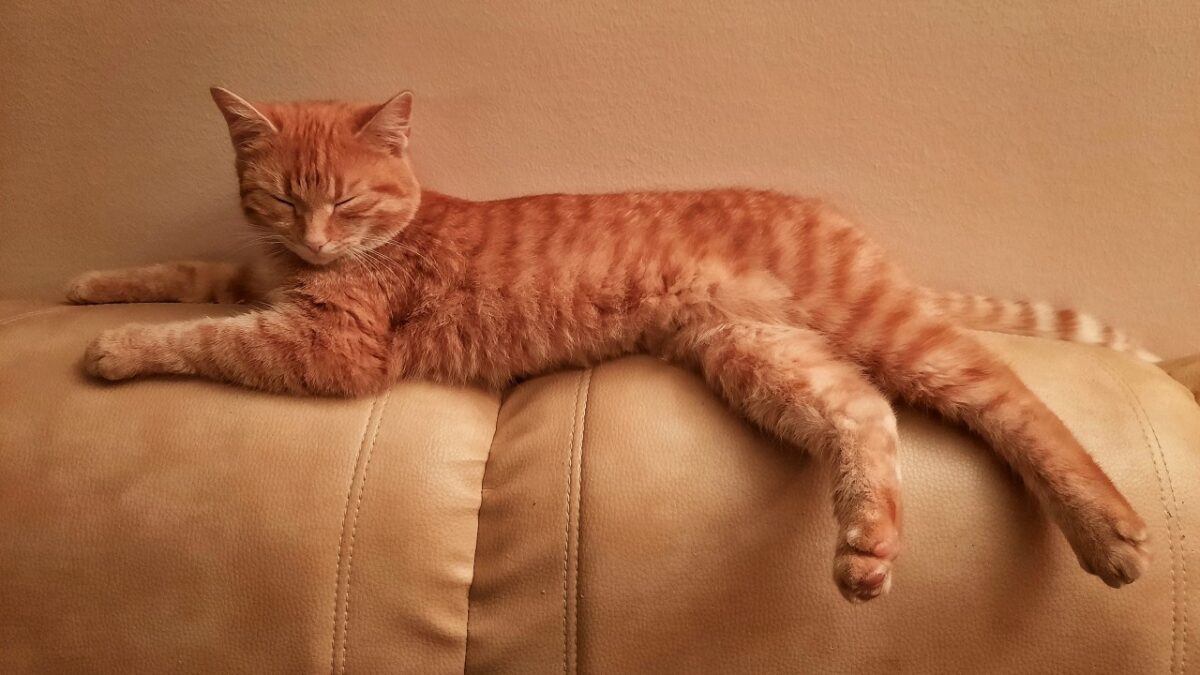 Galleria foto 'Capelli: 6 Prodotti da acquistare subito su Amazon!' - foto 2