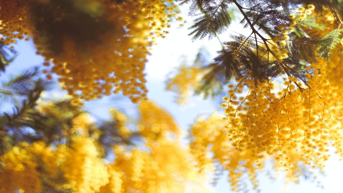 5 profumi alla Mimosa per celebrare il mese di Marzo