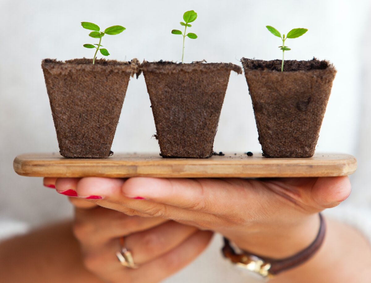 Galleria foto 'Come creare un Giardino verticale in casa con Materiali Riciclati: una Guida in 6 passi!' - foto 3