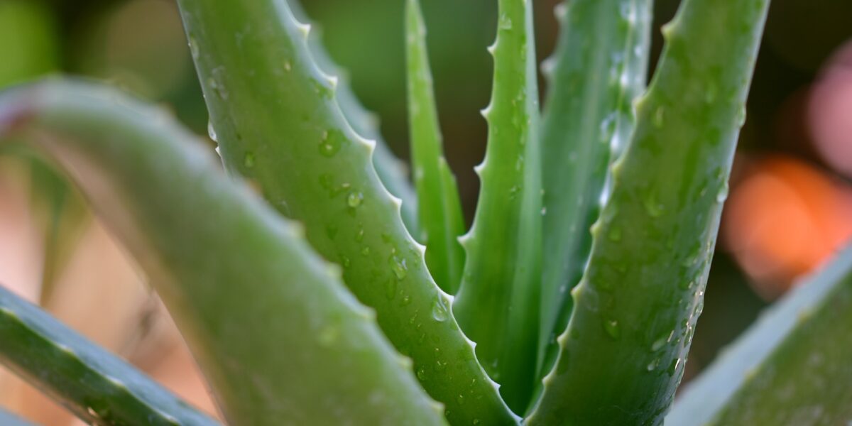 Aloe Vera: 5 trattamenti strepitosi a base di questo elisir di bellezza