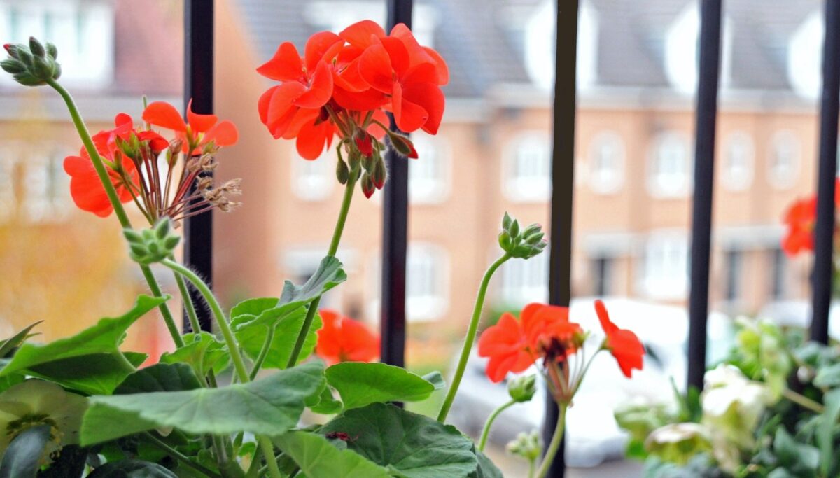 8 Piante e Fiori perfetti per decorare il tuo balcone d’estate, belli e resistenti al caldo