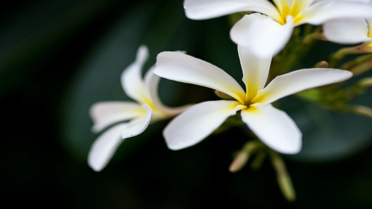 Profumi al Frangipane dalle note fiorite e cremose: 6 fragranze irresistibili!