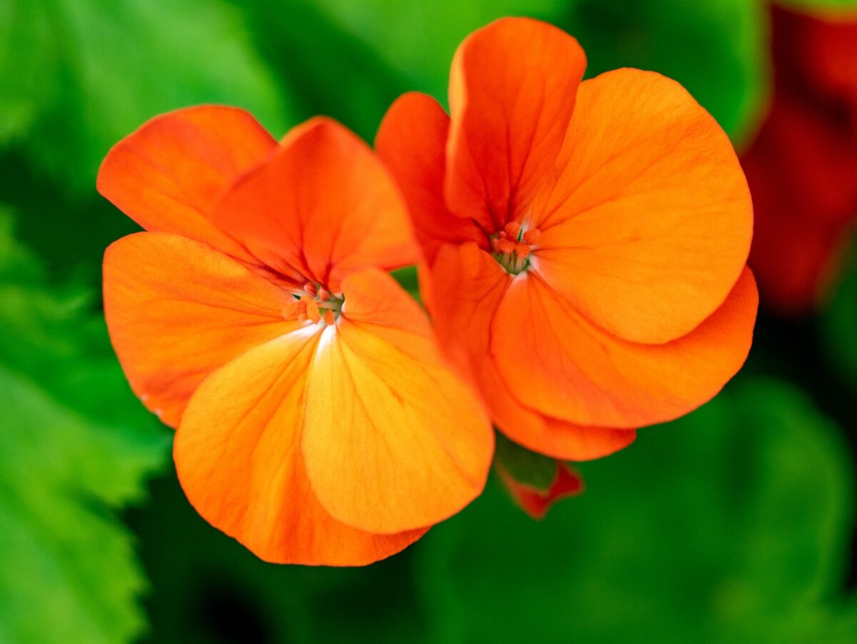 Galleria foto '8 Piante e Fiori perfetti per decorare il tuo balcone d’estate, belli e resistenti al caldo' - foto 9