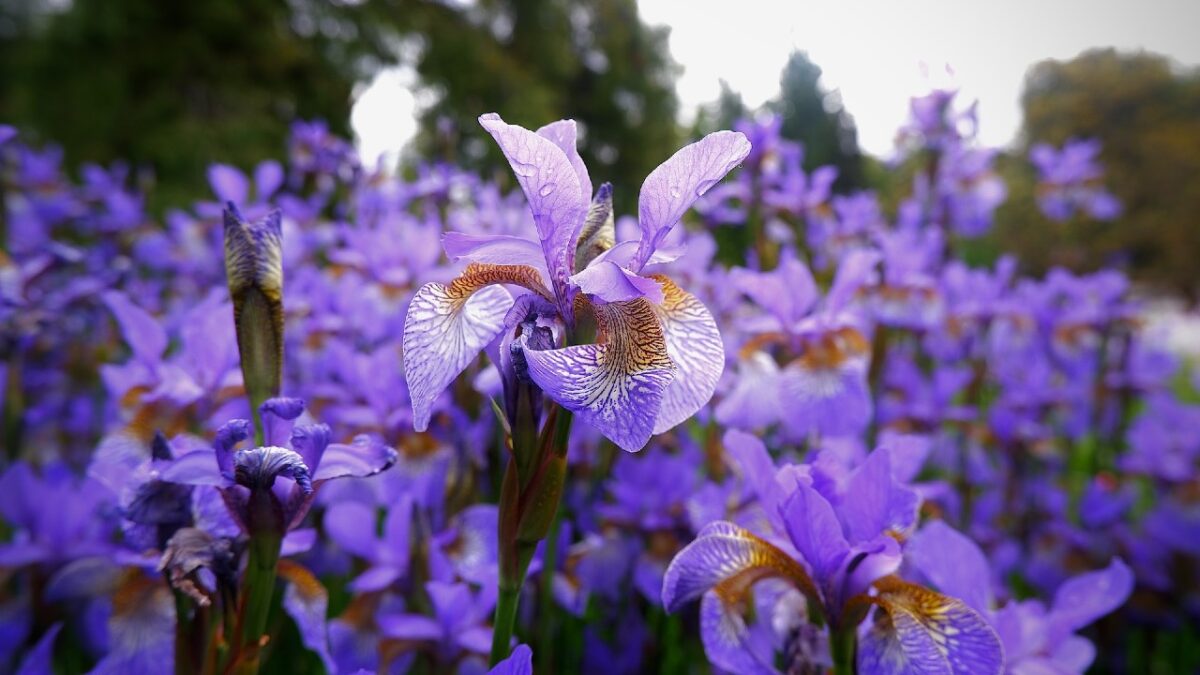 Profumo di Iris: 5 fragranze inebrianti assolutamente da provare