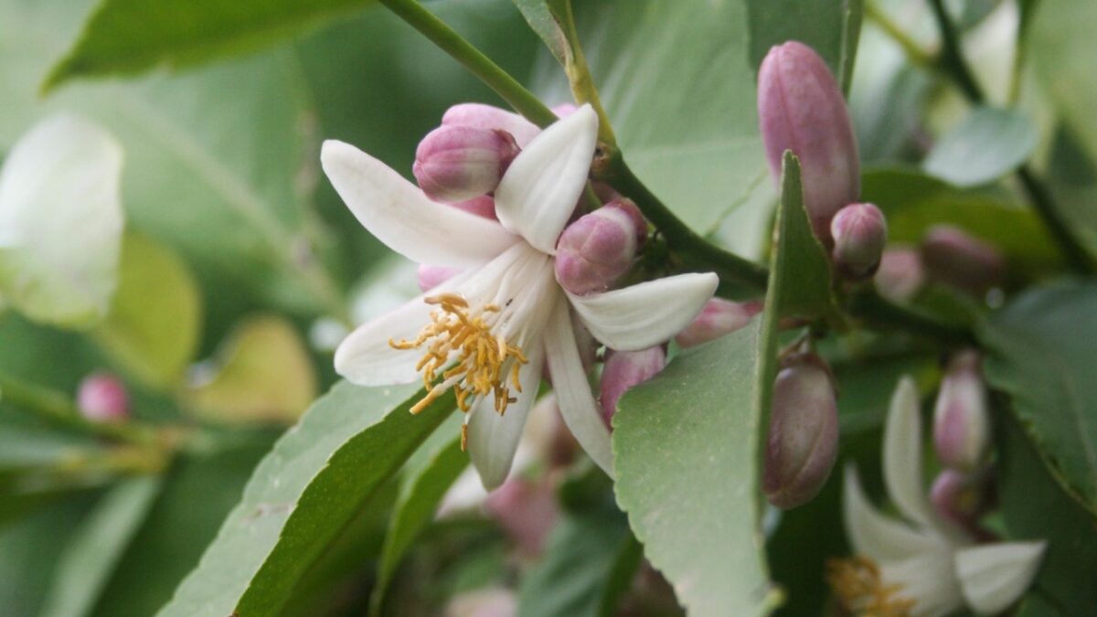 5 Profumi al Neroli per dare il Benvenuto alla Primavera